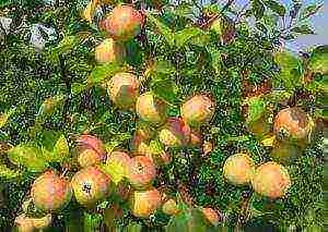 apple tree the best autumn varieties