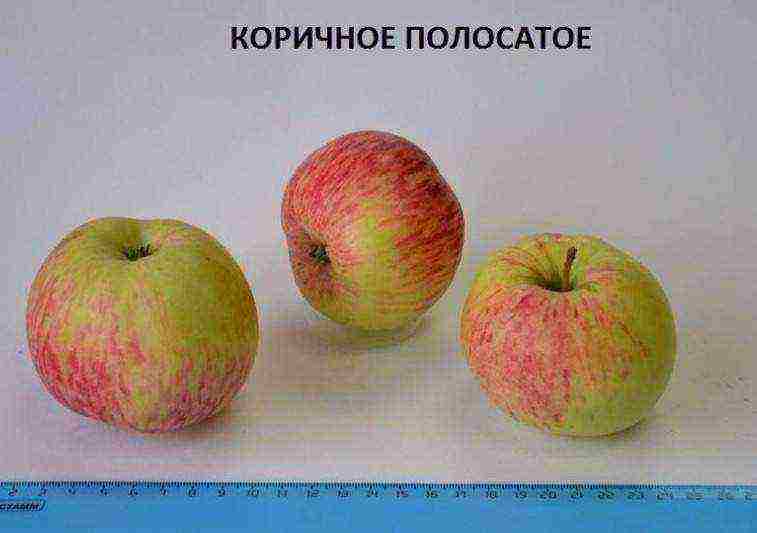 apple tree the best autumn varieties