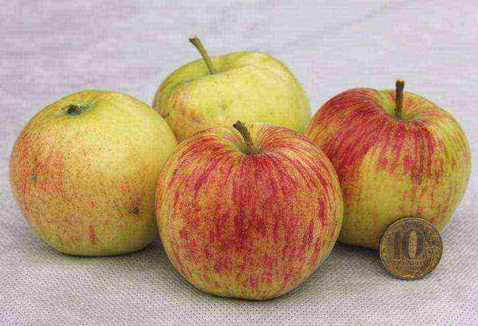 apple tree the best autumn varieties