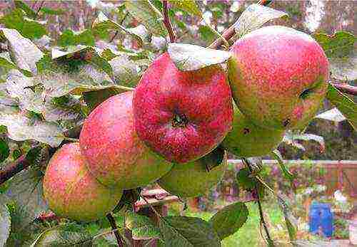 apple tree the best autumn varieties