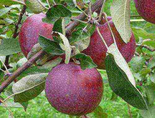 apple tree the best autumn varieties