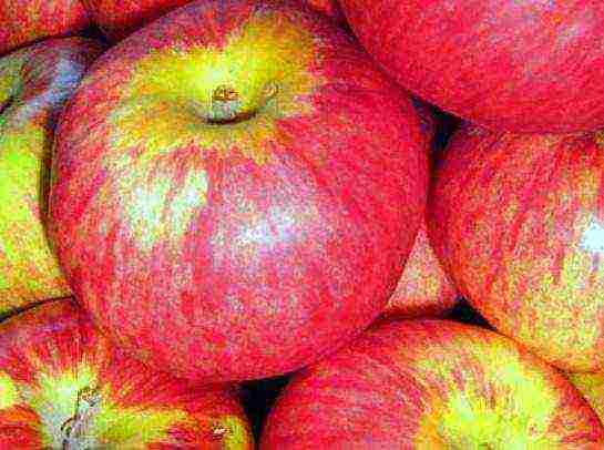 apple tree the best autumn varieties