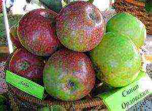 apple tree the best autumn varieties