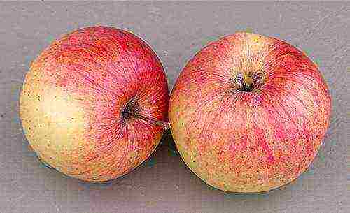 apple tree the best autumn varieties