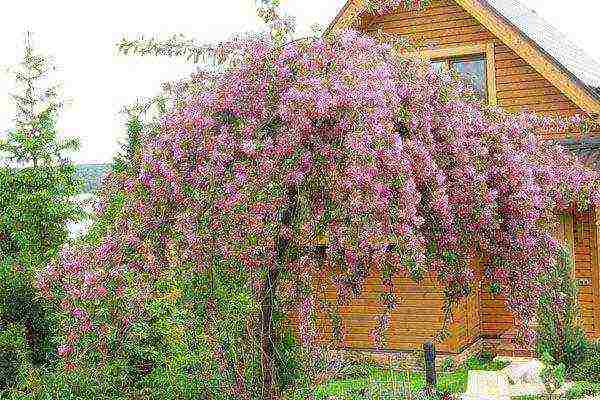 apple tree the best autumn varieties