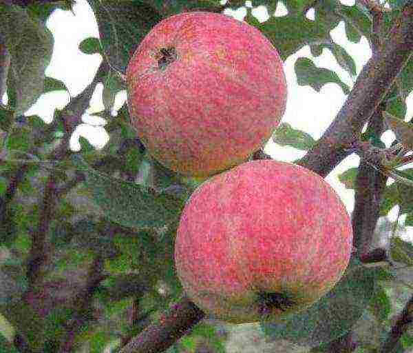 apple tree the best autumn varieties