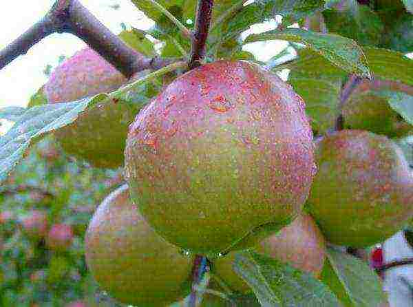 apple tree the best autumn varieties