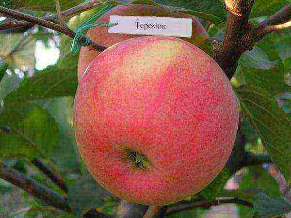 apple tree the best autumn varieties