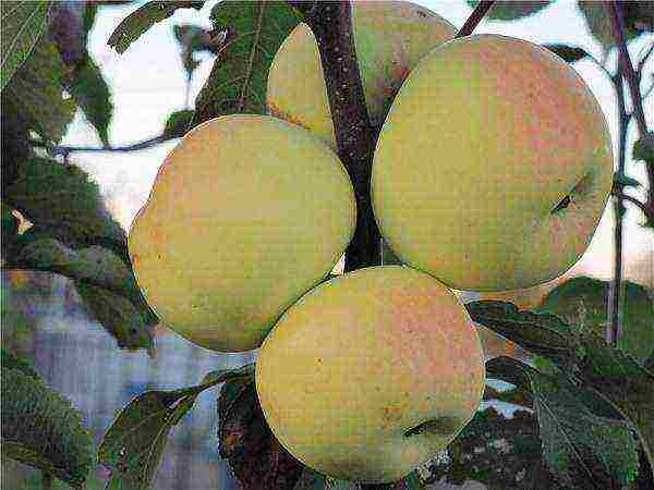 apple tree best late varieties