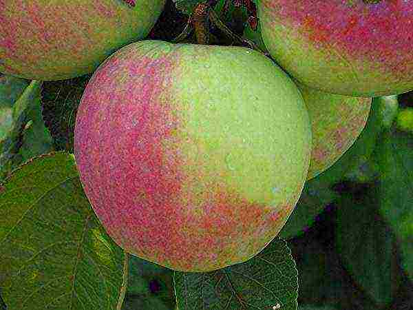 apple tree best late varieties