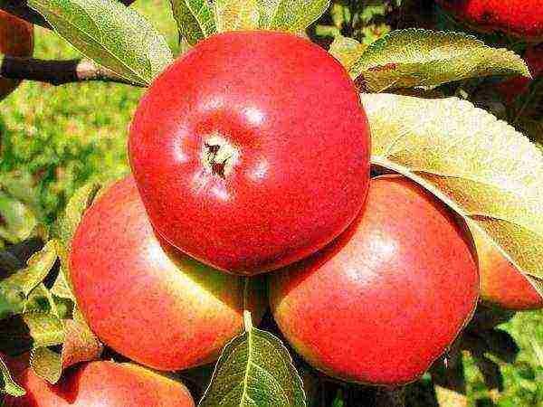 apple tree best late varieties