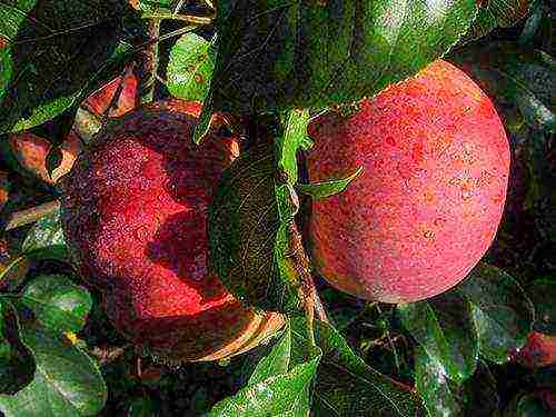 apple tree best late varieties