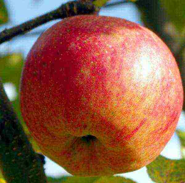 apple tree best late varieties