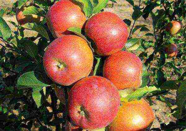 apple tree best late varieties