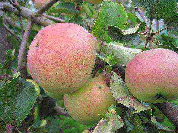 apple tree best late varieties