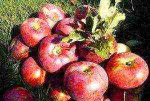 apple tree best late varieties