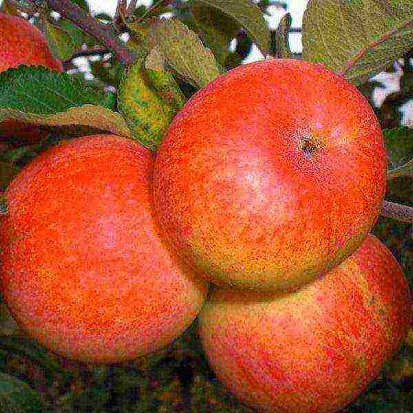 apple tree best late varieties