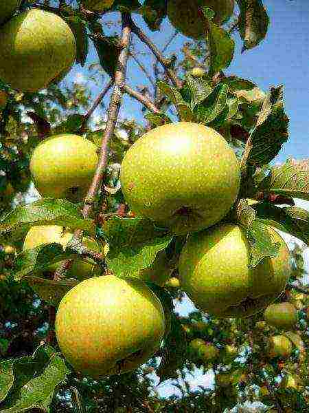 apple tree best late varieties