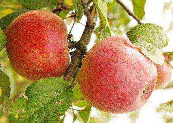 apple tree best late varieties