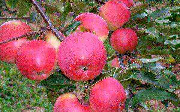 apple tree best late varieties