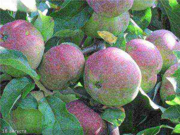 apple tree best late varieties