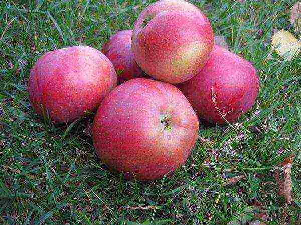 apple tree best late varieties