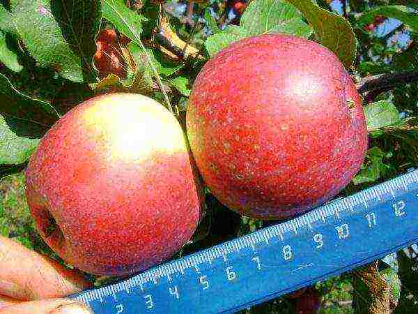 apple tree best late varieties