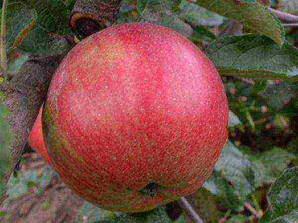 apple tree best late varieties