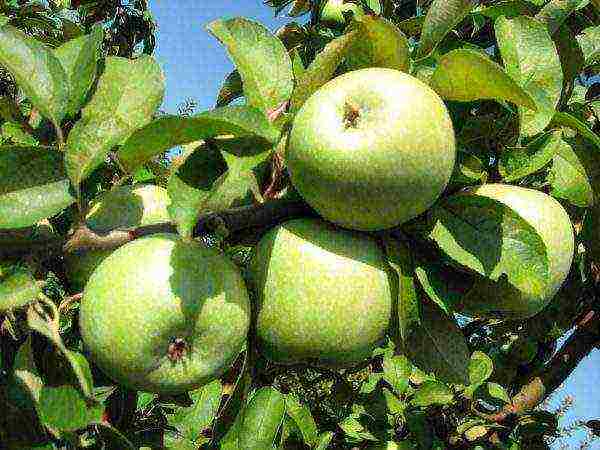 apple tree best late varieties