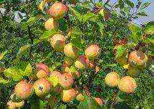 apple tree best late varieties