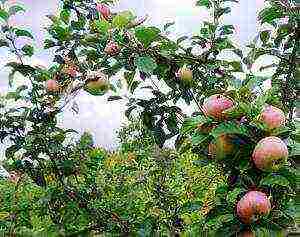 apple-tree ang pinakamahusay na mga varieties malapit sa Moscow