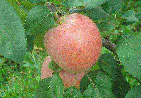 apple-tree the best varieties near Moscow