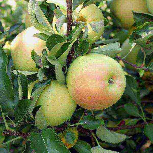 apple-tree the best varieties near Moscow