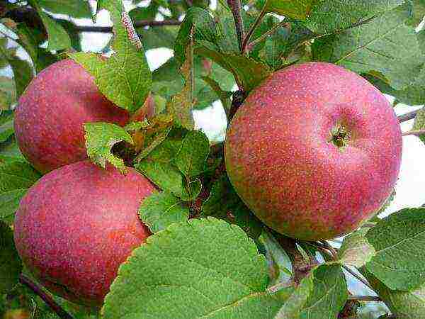 apple-tree the best varieties near Moscow