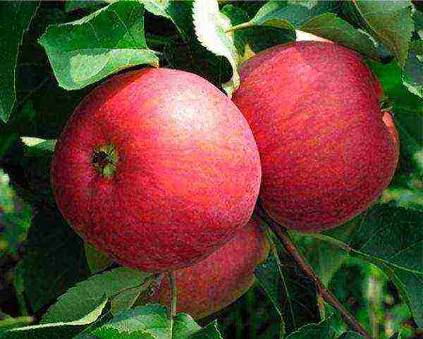 apple-tree the best varieties near Moscow