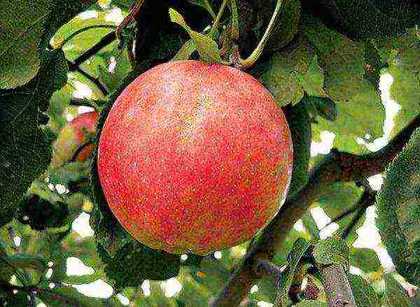 apple-tree the best varieties near Moscow