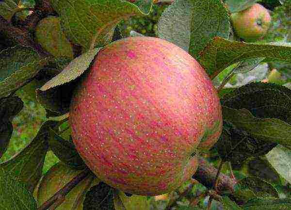 apple-tree ang pinakamahusay na mga varieties malapit sa Moscow