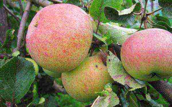 apple-tree the best varieties near Moscow