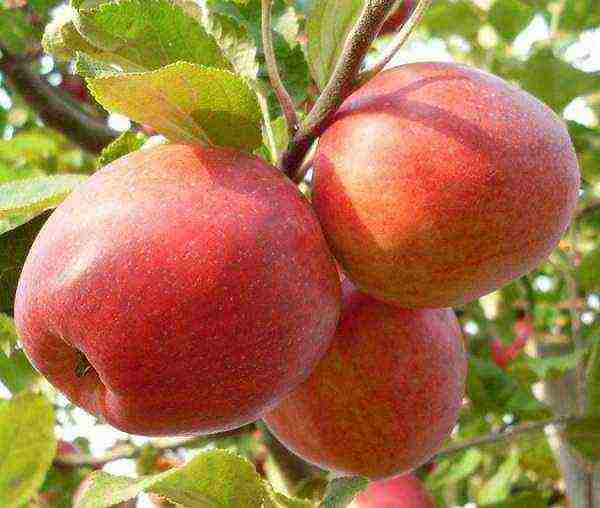apple-tree the best varieties near Moscow