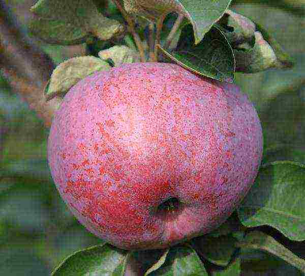 apple-tree the best varieties near Moscow