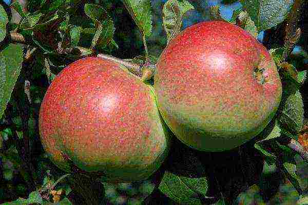 apple-tree the best varieties near Moscow