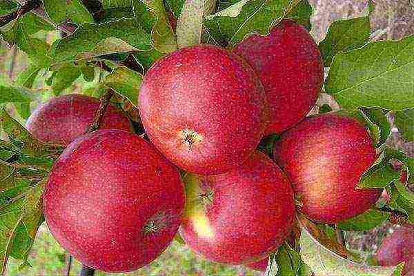 apple-tree the best varieties near Moscow