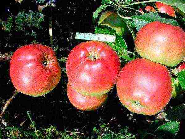 apple-tree the best varieties near Moscow