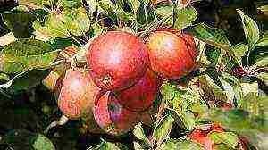 apple-tree the best varieties near Moscow