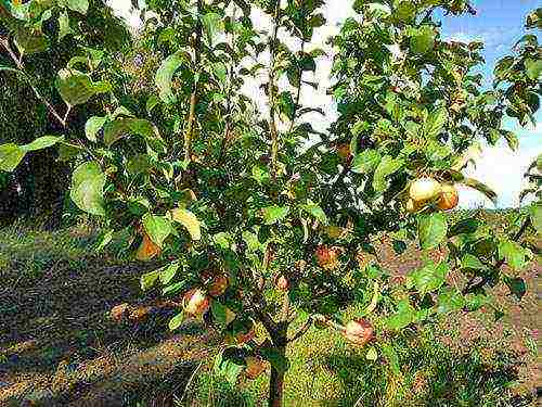 apple-tree the best varieties near Moscow