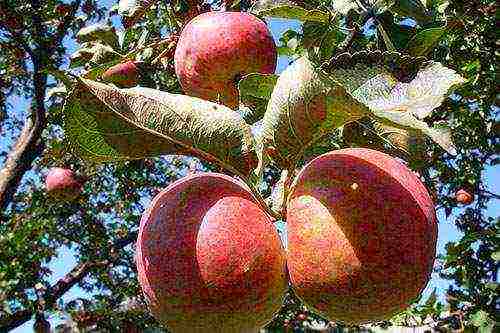 apple-tree the best varieties near Moscow