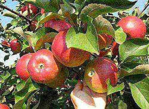 apple-tree the best varieties near Moscow