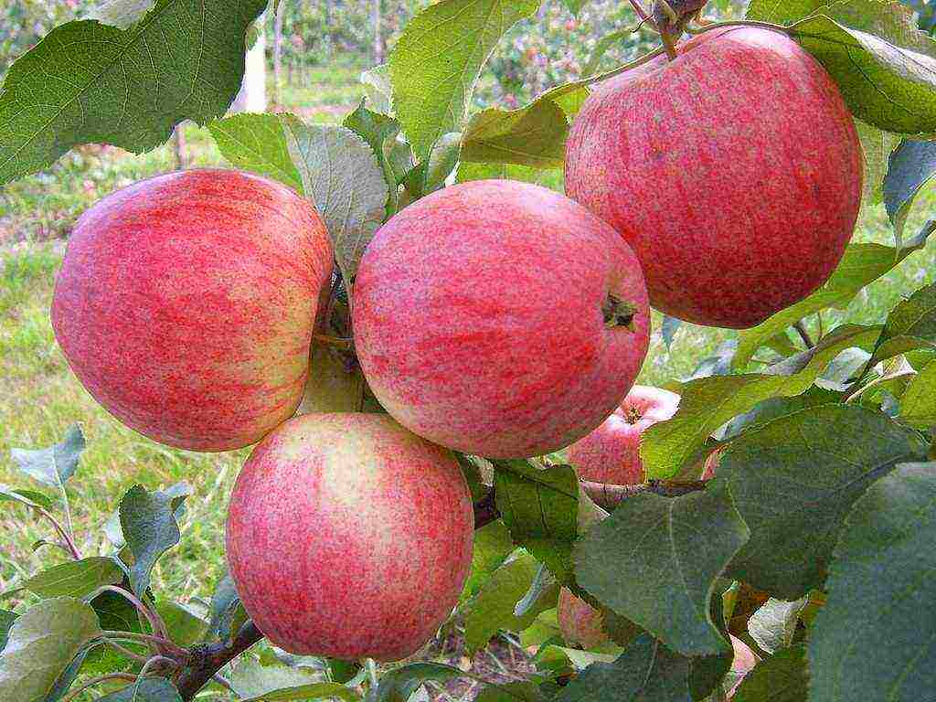 apple-tree ang pinakamahusay na mga varieties malapit sa Moscow