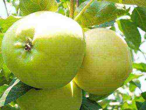 apple-tree ang pinakamahusay na mga varieties malapit sa Moscow