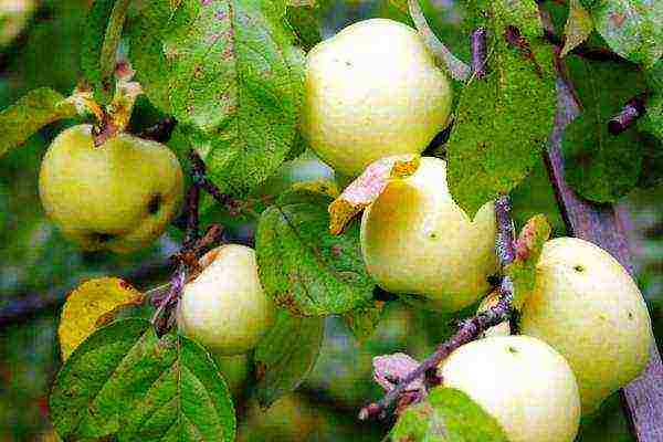 apple-tree the best varieties near Moscow